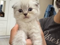 Scottish Fold Yavru Kedimiz