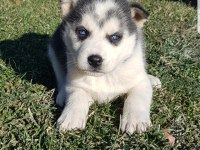Masmavi gözlü safkan husky yavruları
