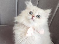 British longhair prenses