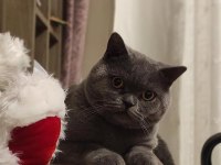 Merhaba ben british shorthair duman