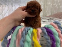 Toy poodle köpeğimiz yeni yuvasını arıyor