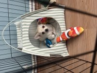 5 Aylık Chihuahua Zamanım Yok Bakmaya