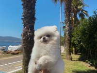 Pomeranian 4 yaşında