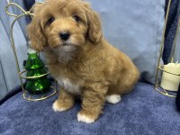 Terrier Melezi Değil F1 Maltipoo