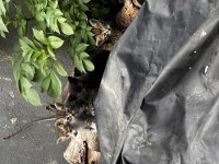Dört tane bebek kediye yuva arıyoruz