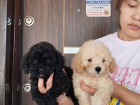 Maltipoo bebek yüzlü yavrularımız hazırlar