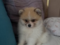 2 aylık Pomeranian boo