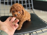 Show kalite Tea cup kore poodle ziyarete açık