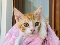 KIVANÇ YUVA ARIYOR SARMAN KEDİMİZ