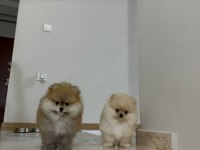 AYI SURAT GARANTİLİ SCRLİ POMERANİAN YAVRULARIM