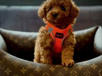 Red Toy Poodle Mağazamızdan Sizlere