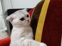 Dişi sultan kedimize erkek aday arıyoruz