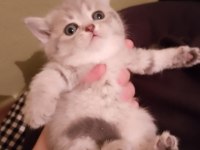 Sevimli british shorthair yavrumuz teslime hazır