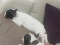 Son kalite french bulldog yavrular
