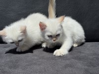 Çok özel beyaz mavi gözlü british shorthair ler