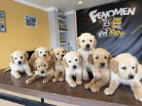 ORJİNAL GOLDEN RETRIEWER YAVRULR SAFKAN BELGELİ ANKARA 