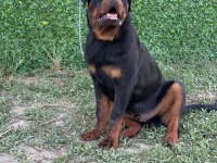 A şecereli üst düzey kaliteli genç rottweiler