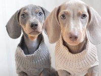 EXOTİC DACHSHUND YAVRULARI