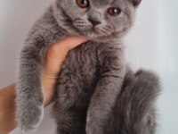 British shorthair yavrular 3,5 aylık