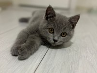 2.5 Aylık Safkan British Shorthair Yavrusu