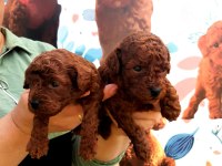 Toy poodle yavrularımız ruhsatlı çiftliğimizden