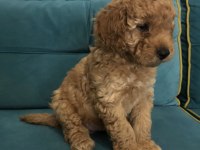 HARİKA TOY POODLE