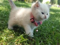 Full şecereli british shorthair ny 1133 dişi erkek yavru