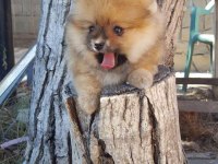 Mükemmel Kalitede Pomeranian Yavrular