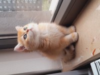 British shorthair kaliteli yavrular