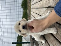 Baby face safkan golden retriever yavrular
