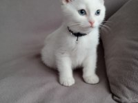 Scottish fold yavrularımız yeni sahibini arıyor