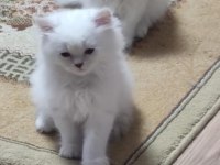 65 günlük mavi gözlü british longhair
