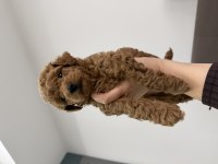 2 aylık toy poodle