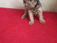 Maltipoo yavruları