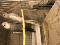 YAVRU SULTAN PAPAĞANLARI EŞ SULTAN PAPAĞANLARI