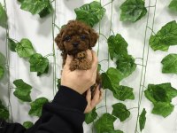 Kore kan red brown toy poodle dişi erkek yavrular