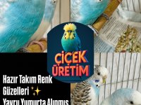 Takım Eş Renk Muhabbet Kuşu