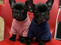 Mükemmel Kaliteli French Bulldog Yavrular