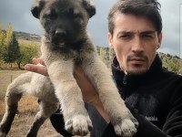 KALİTELİ KANGAL YAVRULARI