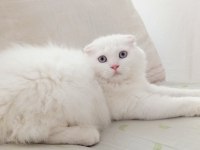 Uyguna Brittish Longhair Acil 6 Aylık Erkek