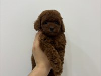 KORE KAN IRK VE SAĞLIK GARANTİLİ AŞILI DİŞİ YAVRU POODLE