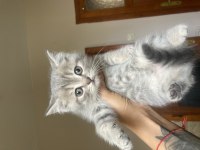 2 aylık british shorthair yavrular