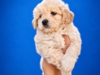 Beyaz Pamuk Maltipoo Bebeğimiz
