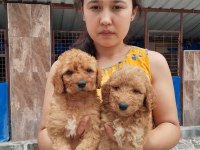 Standart poodle efsane bebekler