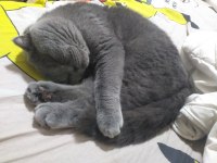 Çok uysal oyuncu scottish fold