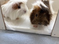 2 adet dişi ginepig