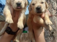2 aylık golden retriever yavrularım