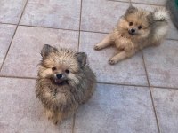 Yavru pomeranian