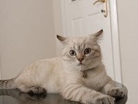 Beyaz Akıllı Ve Çipli British Longhair