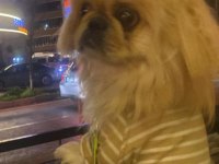 Pekinez köpeğimiz Mocha için yeni yuvasını arıyoruz